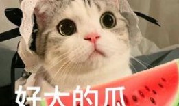 网红吃瓜Dd,揭秘娱乐圈幕后真相，带你领略吃瓜乐趣